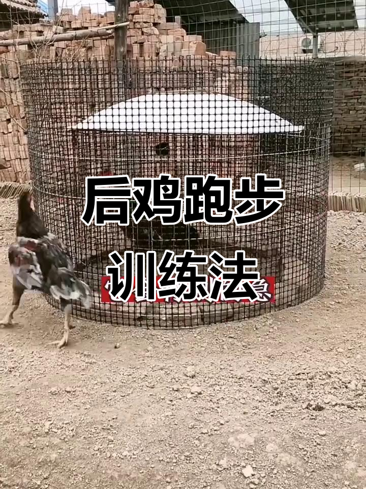 斗鸡养殖技巧:如何让后鸡跑得更快,循序渐进的训练方法