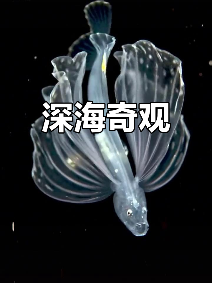 深海狗母鱼,神秘而独特的海洋生物
