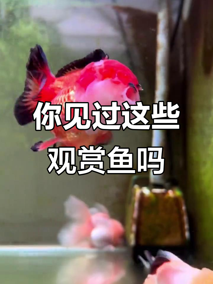 15种常见观赏鱼，看看你认识几种？