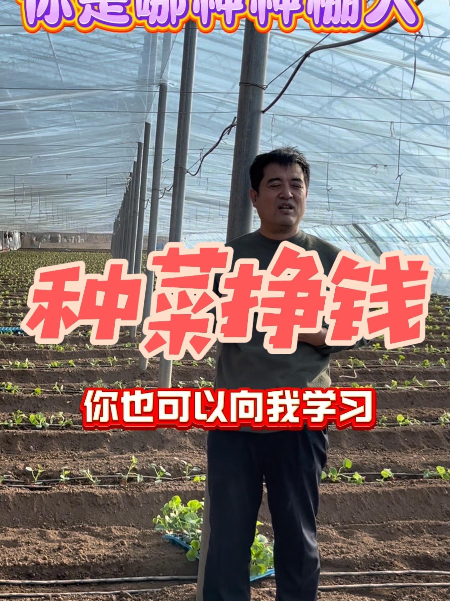 怎么种菜能挣钱?病虫害防治 蔬菜种植 蔬菜大棚
