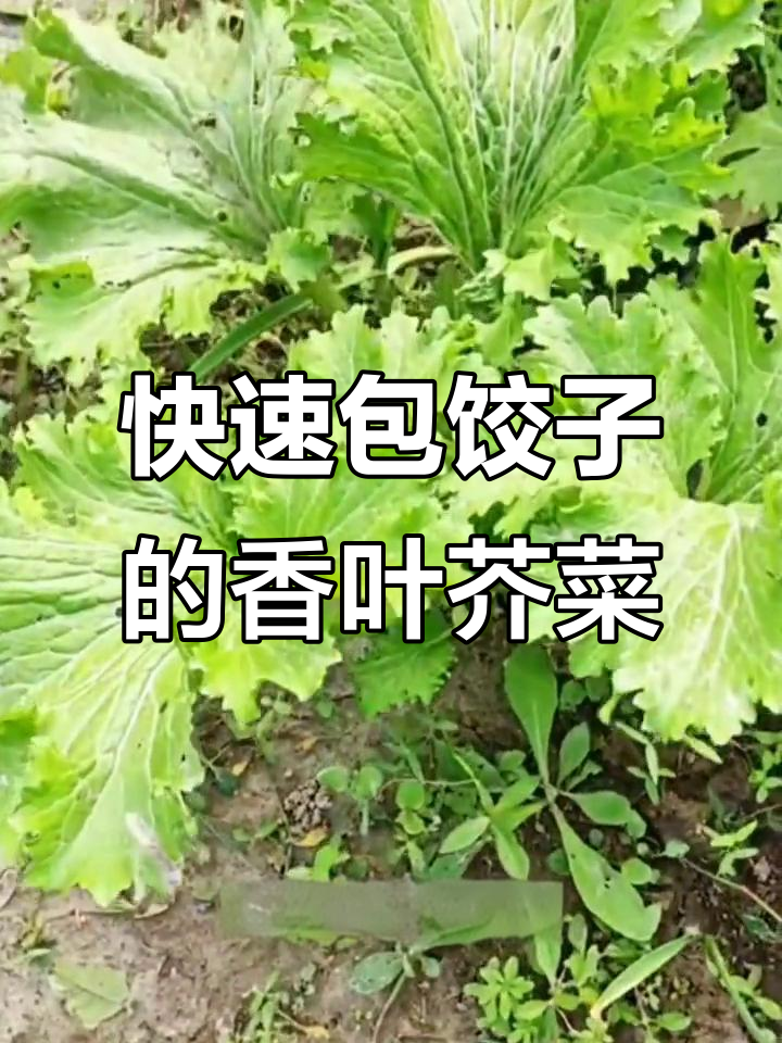 香叶芥菜:饺子必备,鲜嫩清香,二十天就能收获