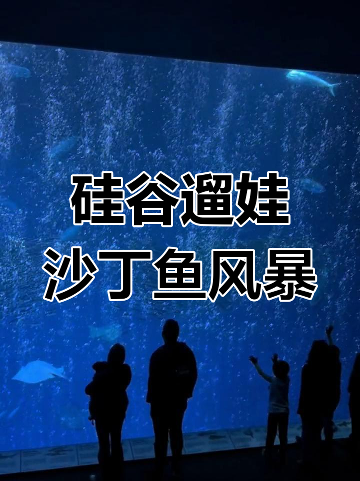 沙丁鱼风暴来袭,湾区日常亲子游