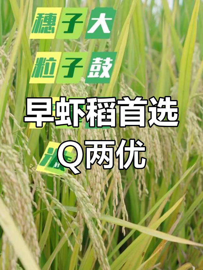 Q两优粤苗虾稻田,早熟高产抗逆性强