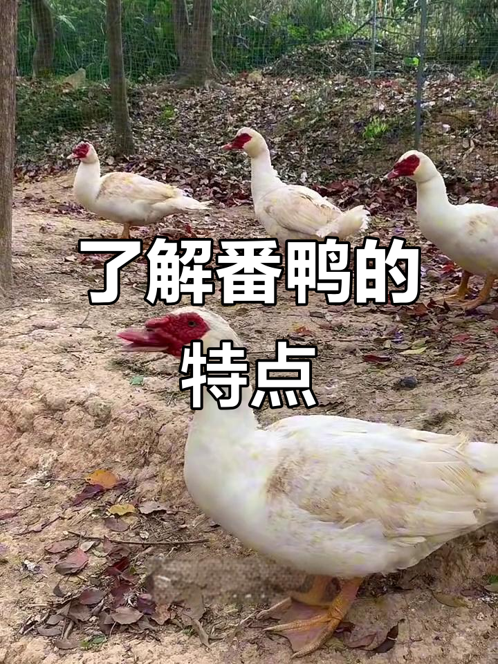 番鸭的独特外貌与品种解析