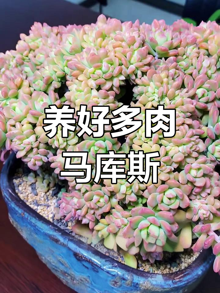 马库斯多肉养护全攻略：从光照到繁殖技巧