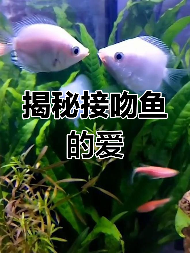 接吻鱼为何接吻?揭开背后的真相