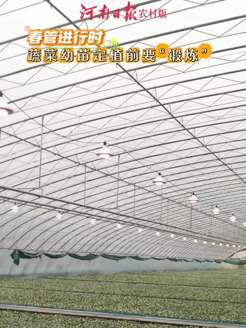 春管进行时|蔬菜篇②蔬菜幼苗定植前要“锻炼” 种苗培育 农业大棚 蔬菜 农业(河南日报社三