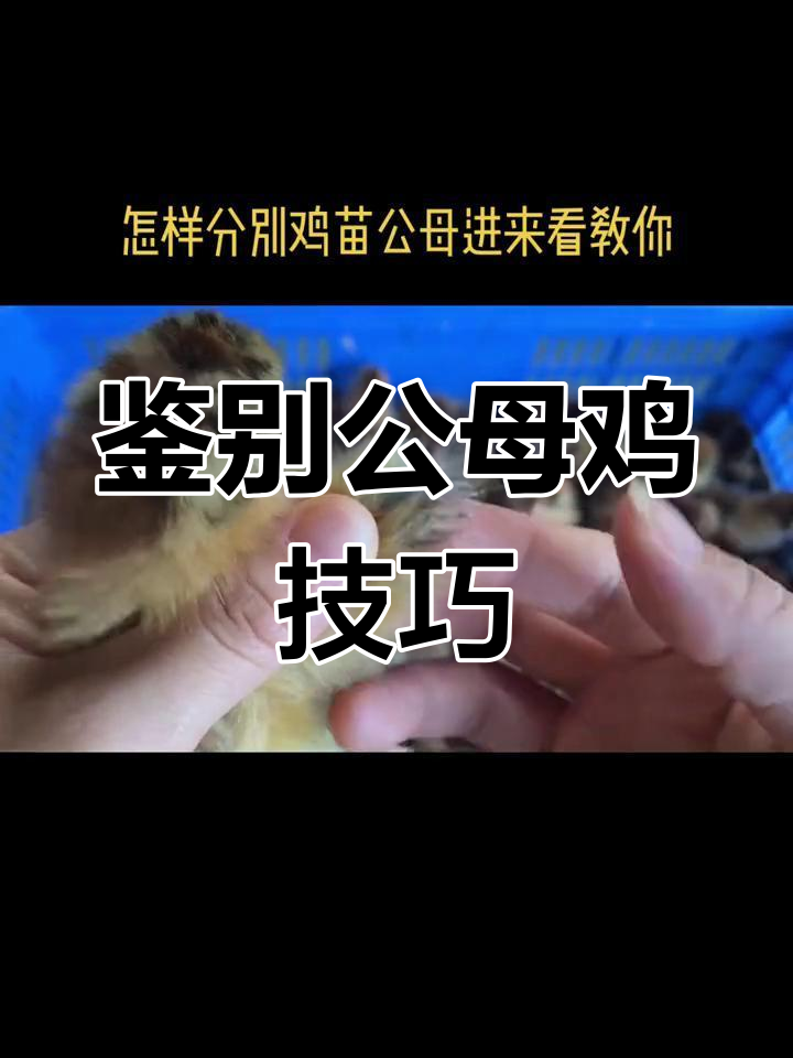 如何区分公母鸡苗?