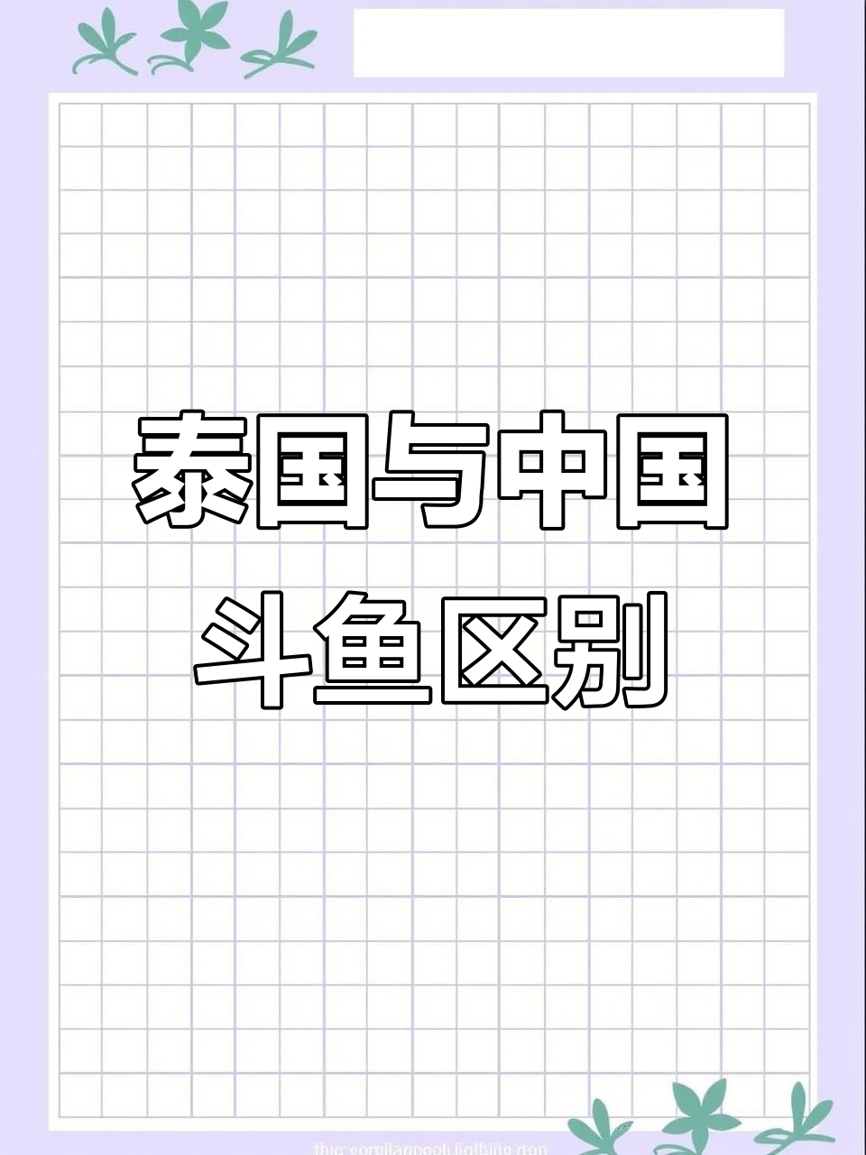 泰国斗鱼和中国斗鱼的差异,为什么价格差距这么大?