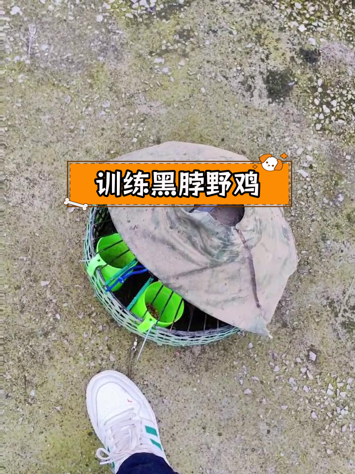 黑脖野鸡驯化过程揭秘