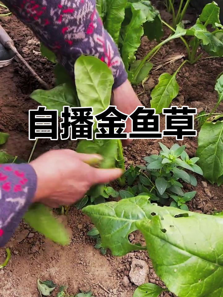 金鱼草一年自播,种子落地即长,年年花开不断