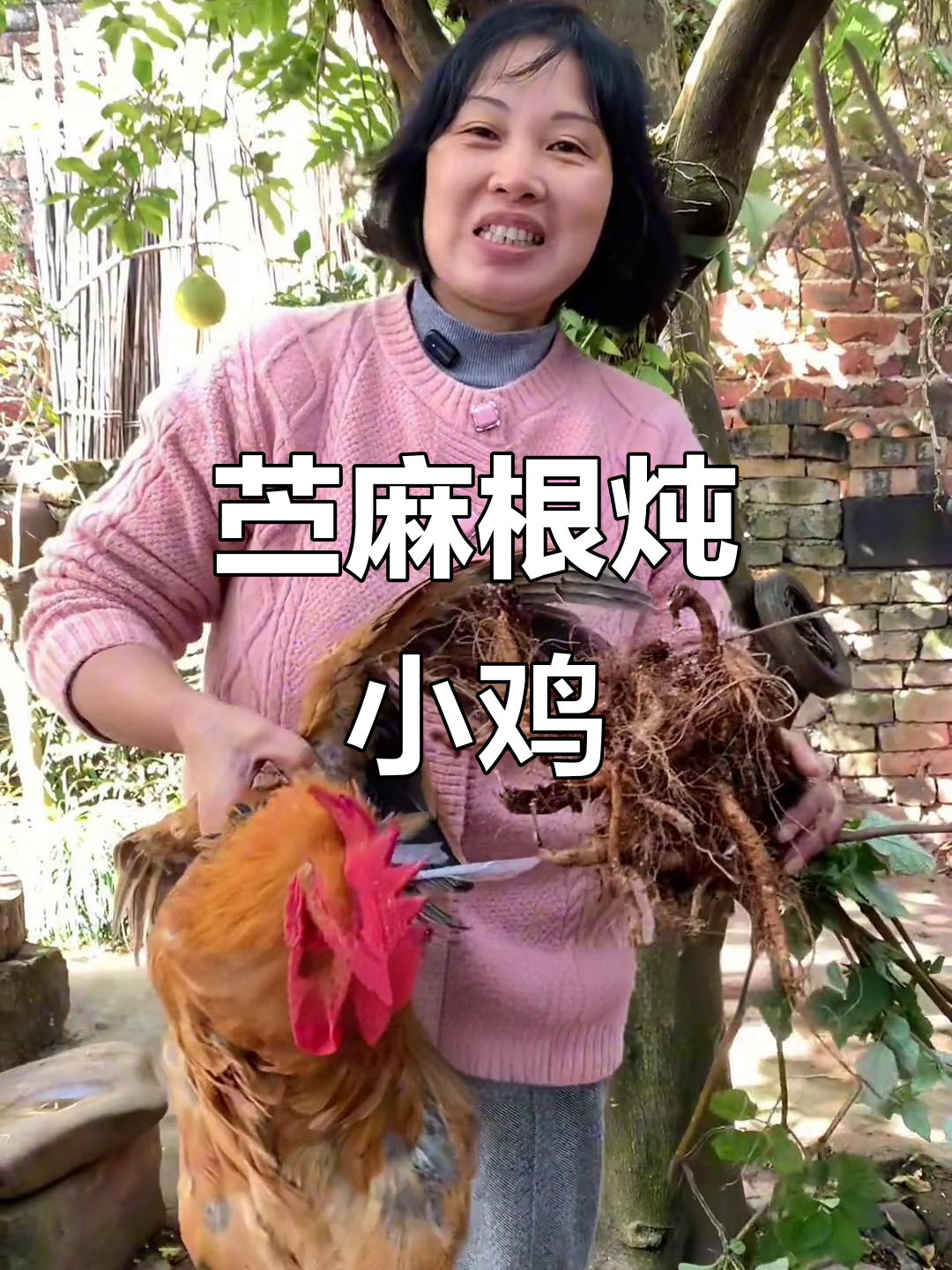 苎麻根炖小公鸡,孩子吃了能长高