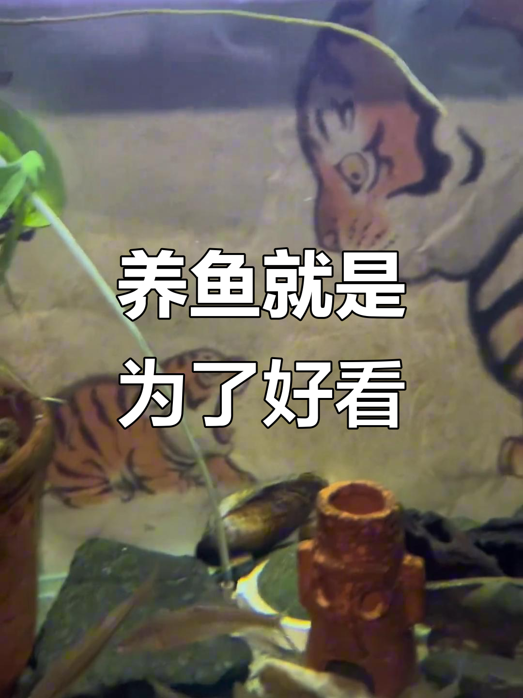 鱼缸里养虾嘎子,鲈鱼翘嘴五道黑都等着呢!