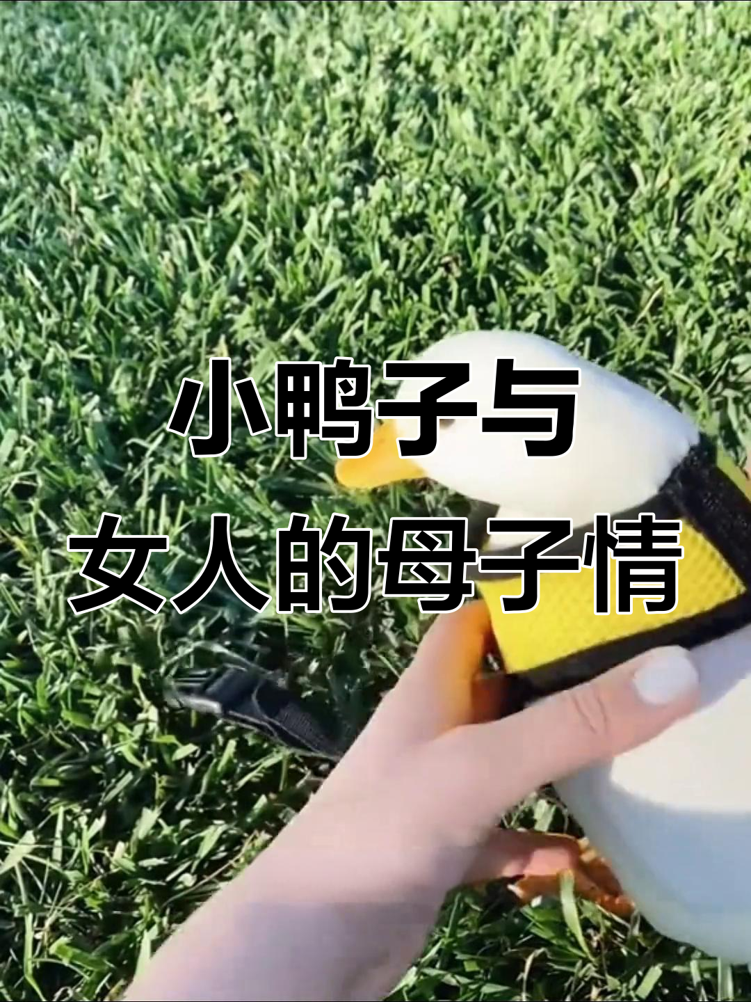 女人意外孵化小鸭,竟成“妈妈”守护奇迹
