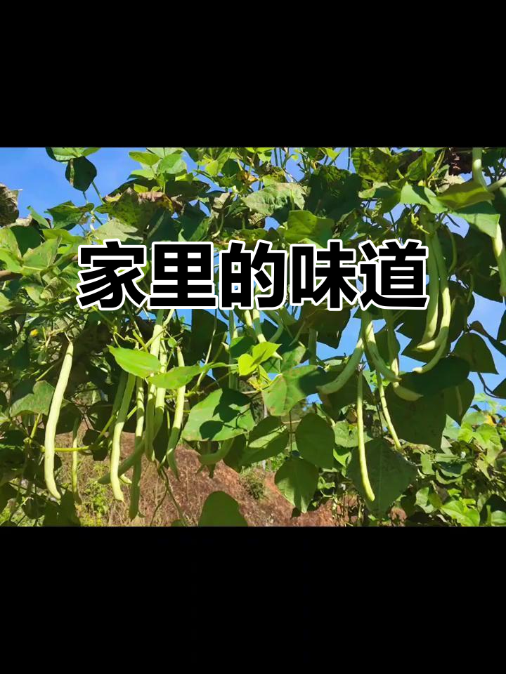 父亲的菜园,满满都是家的味道