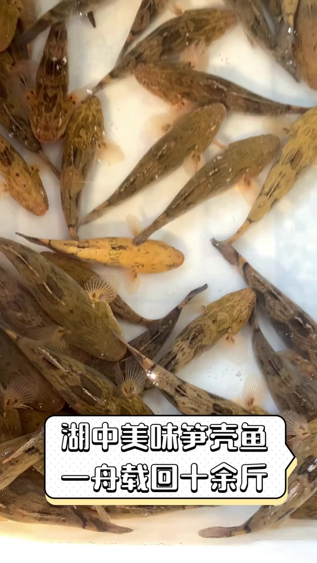 湖中美味笋壳鱼,一舟载回十余斤