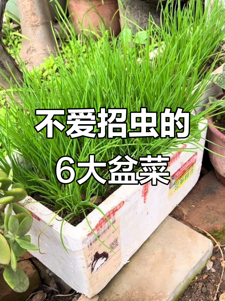 6种不爱招虫的盆栽蔬菜，健康又省心