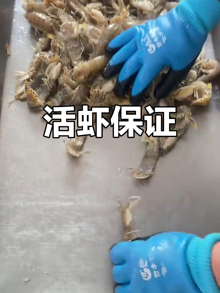 在海阳,我们确保每一只爬虾都是鲜活的