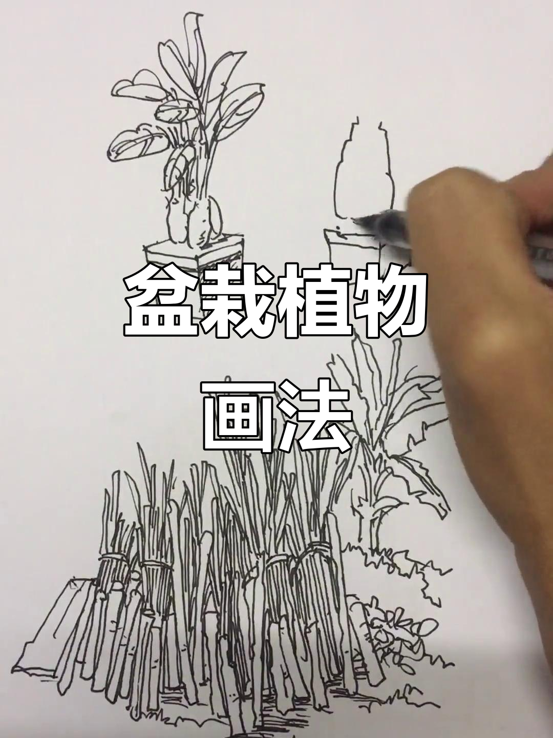 盆栽植物钢笔画技巧,轻松画出自然风景