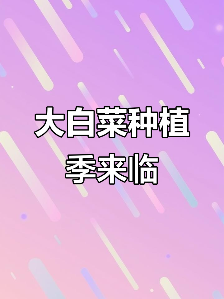 秋播大白菜,种子准备好了吗?山东人都在种!
