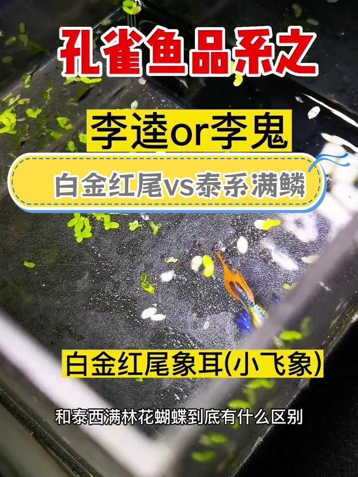 泰系满鳞花蝴蝶与白金红尾象耳的区别解析