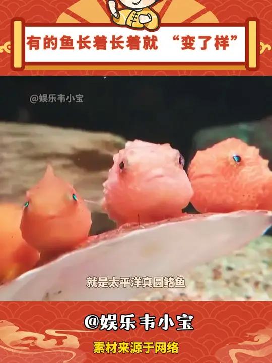 有的鱼长着长着就 “变了样”