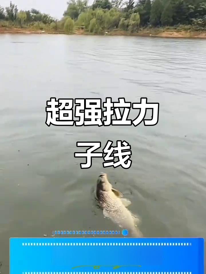 0.03超细大力马短子线,五斤鱼轻松钓!