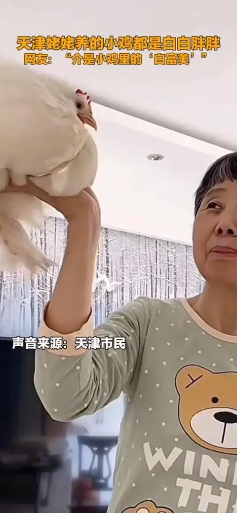 天津姥姥养的小鸡都是白白胖胖 网友：介是小鸡里的“白富美”萌宠养鸡（新华社）