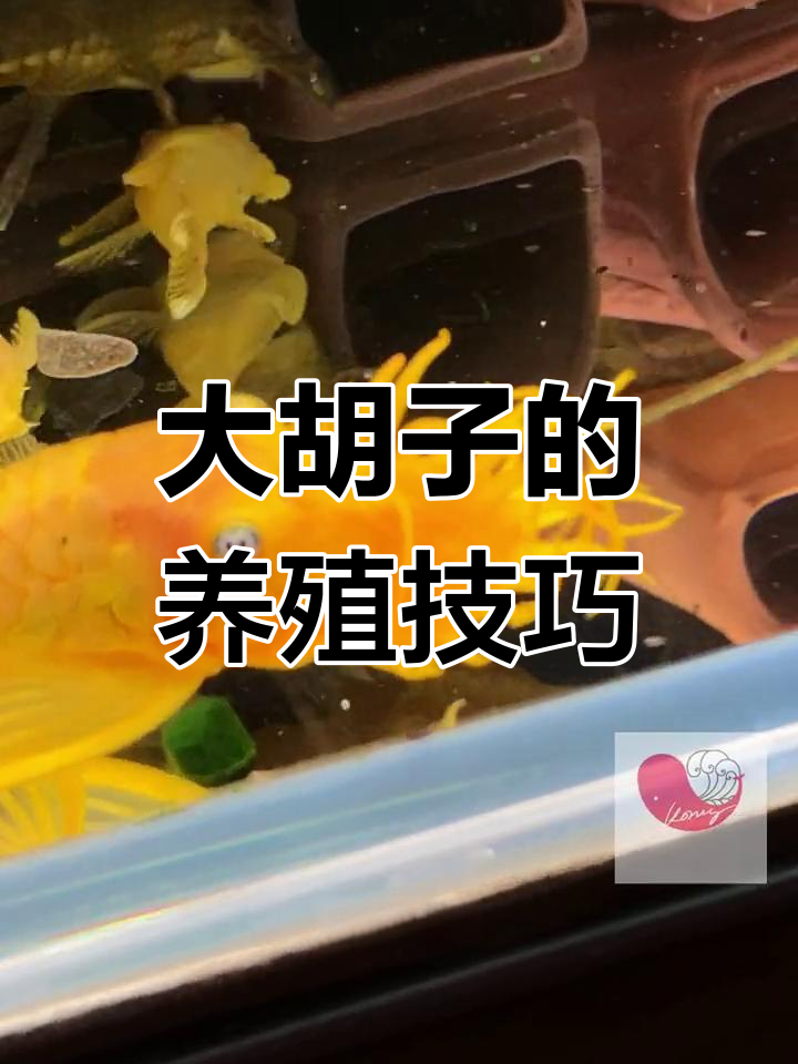 黄金大胡子饲养与繁殖全攻略