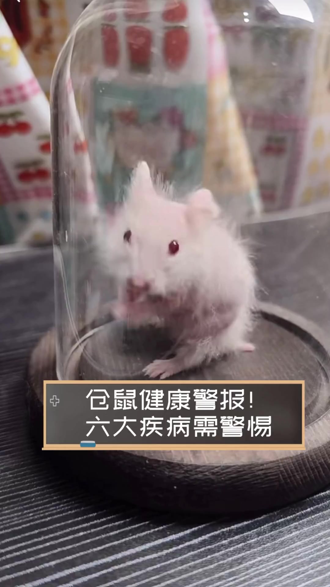仓鼠健康警报!六大疾病需警惕