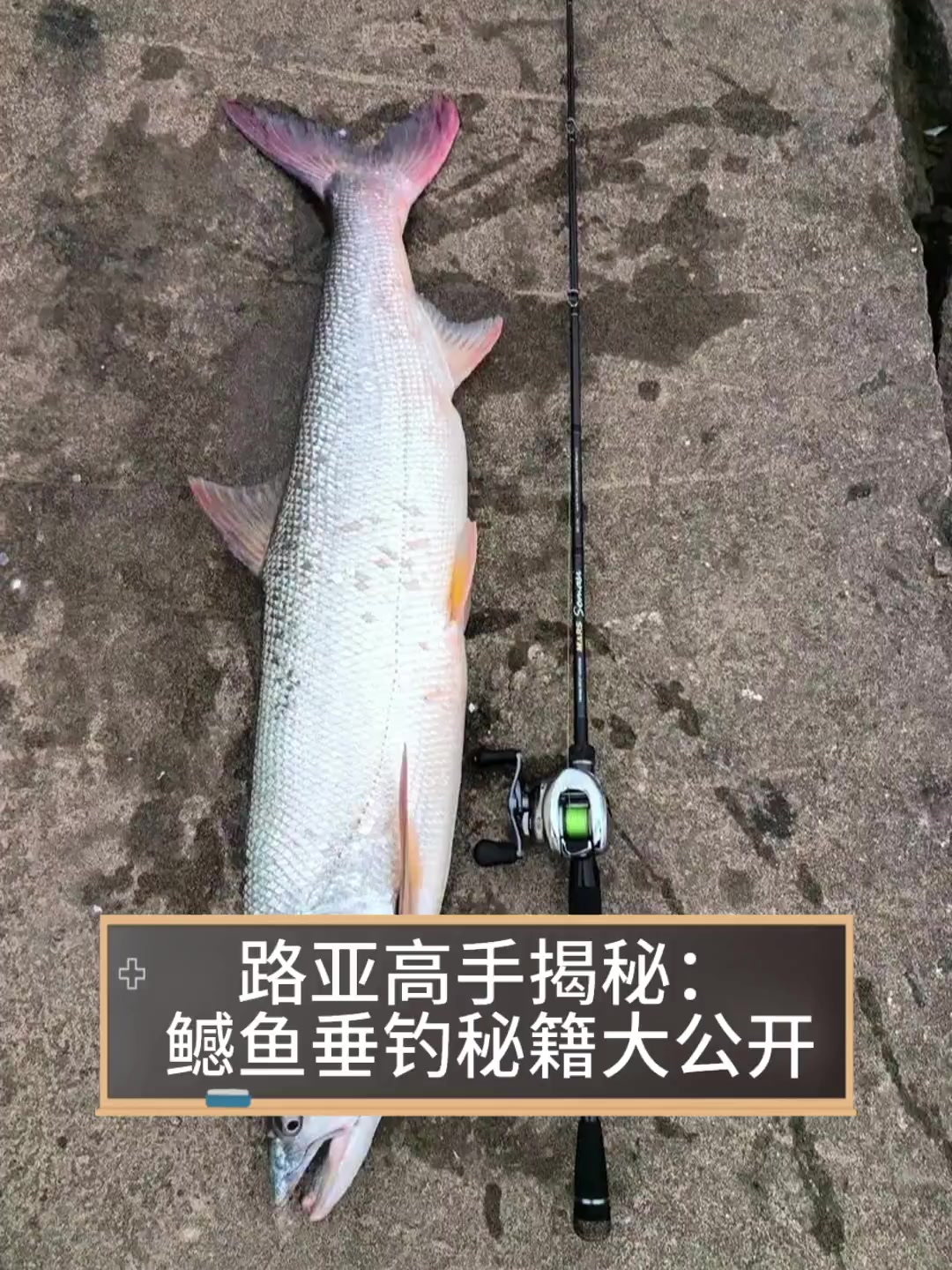 路亚高手揭秘:鳡鱼垂钓秘籍大公开