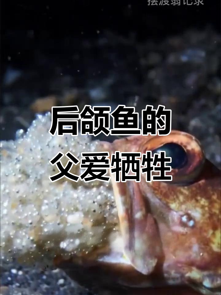 动物界最伟大的父亲，后颌鱼用生命守护新生