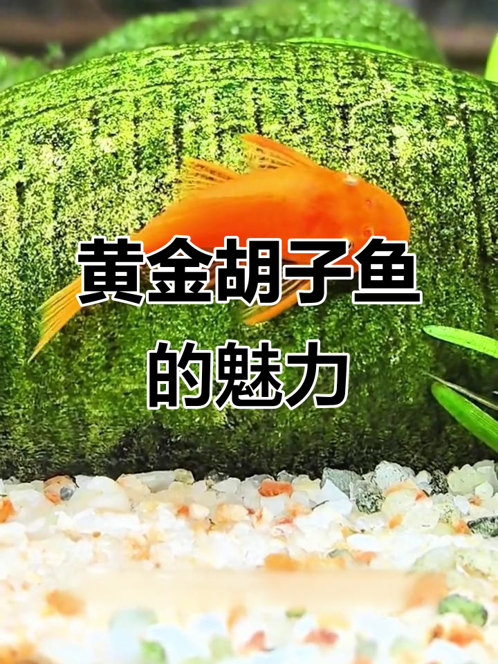 黄金胡子鱼,清道夫中的萌宠,生娃如珍珠般美丽