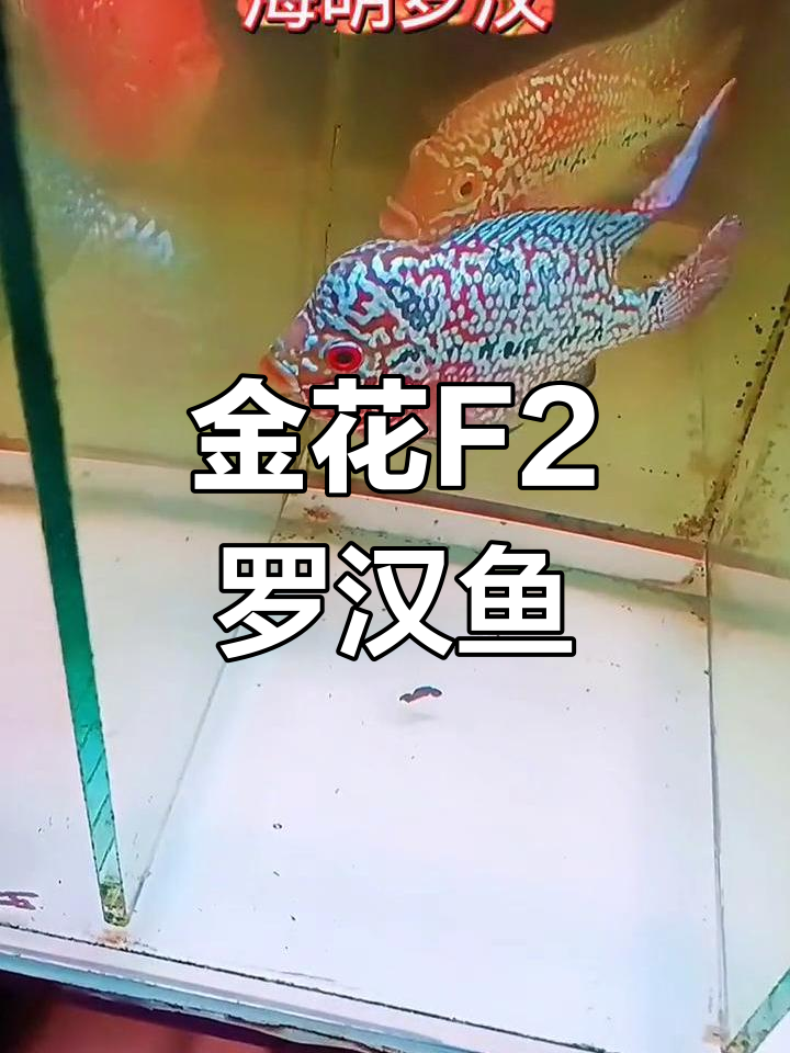 泰国罗汉鱼金花F2,品质超乎想象!