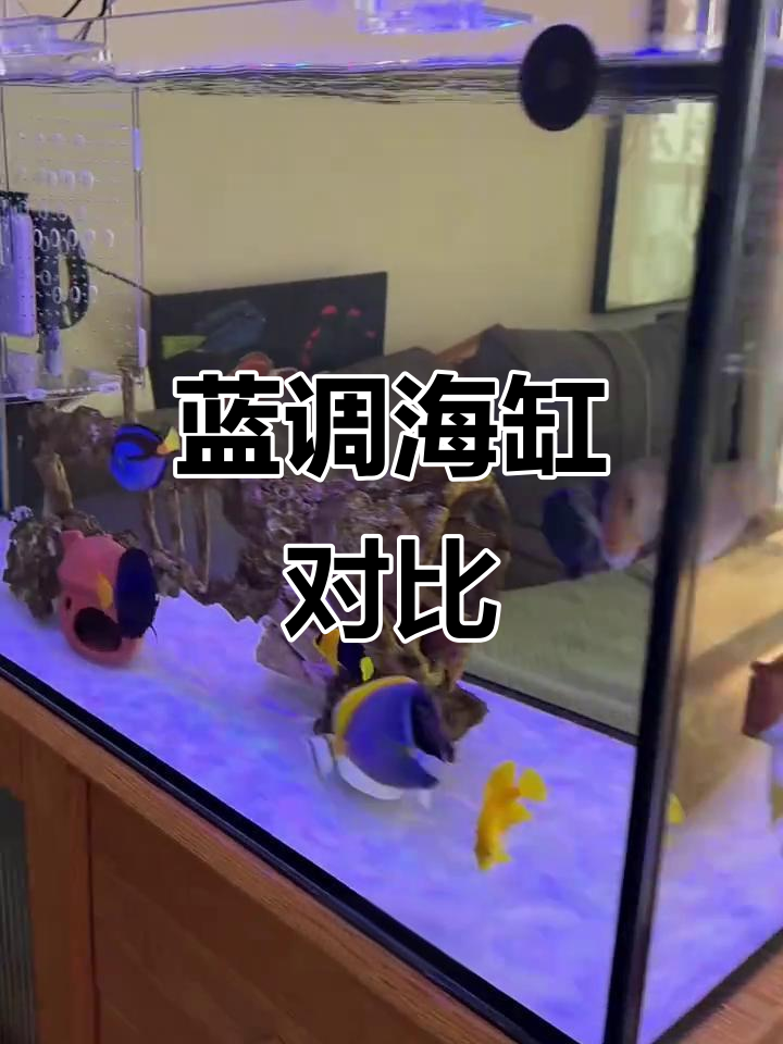 蓝吊海水鱼生长差异大,四个月差距惊人