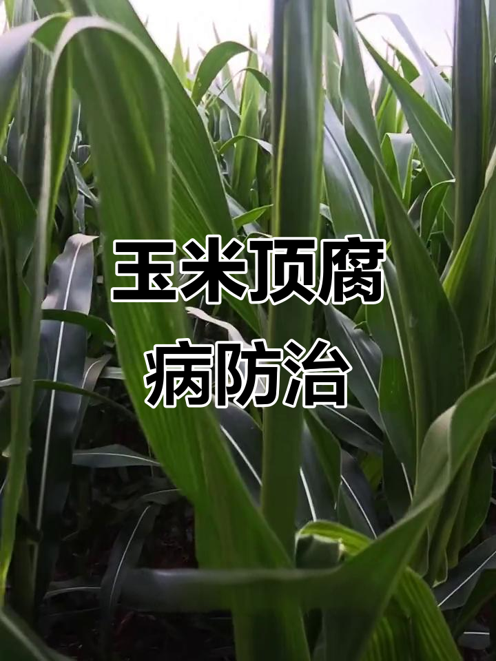 玉米顶腐病症状与防治技巧,农民必看!