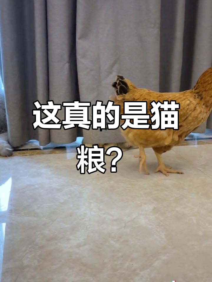 猫咪误吃鸡肉,表情超搞笑