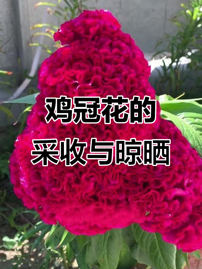 鸡冠花：从采摘到晒干，全流程揭秘