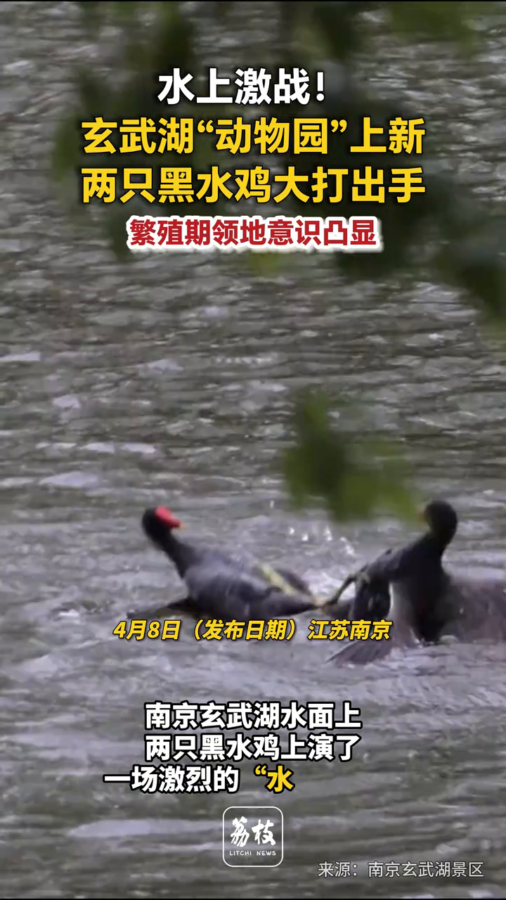 水上激战！玄武湖“动物园”上新 两只黑水鸡大打出手