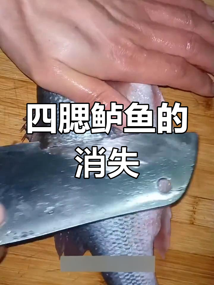 尝试清蒸鲈鱼,发现古人吃的四腮鲈已成保护动物