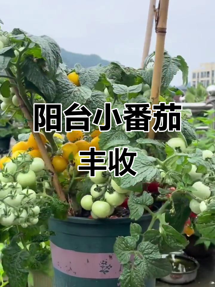 小番茄盆栽种植记:从阳台到收获,轻松体验种菜的乐趣