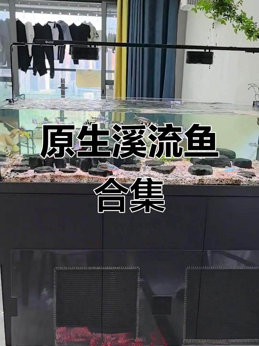 溪流原生鱼大揭秘!熊猫、白冰裂等超美品种