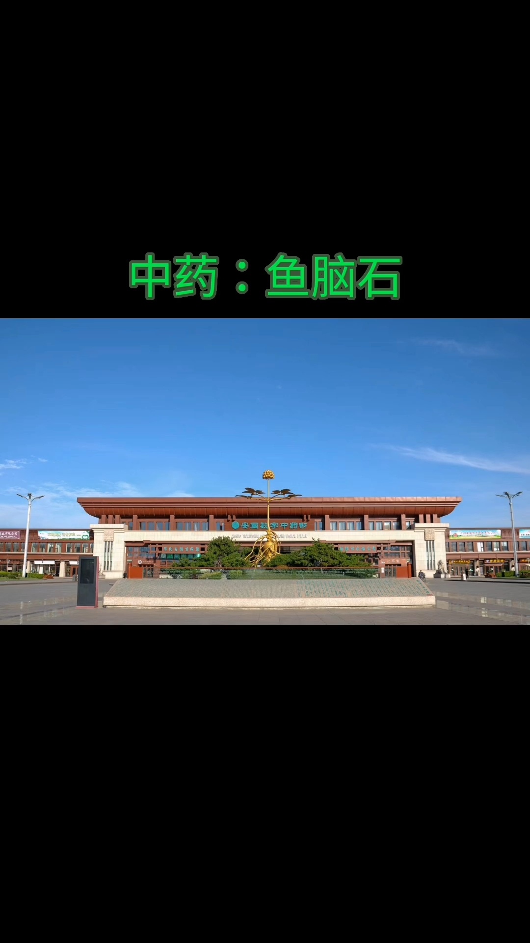 大家留意一下黄花鱼头中的两颗石头