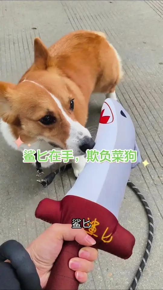 买把鲨鱼刀逗柯基玩,它到来劲了萌宠趣味视频