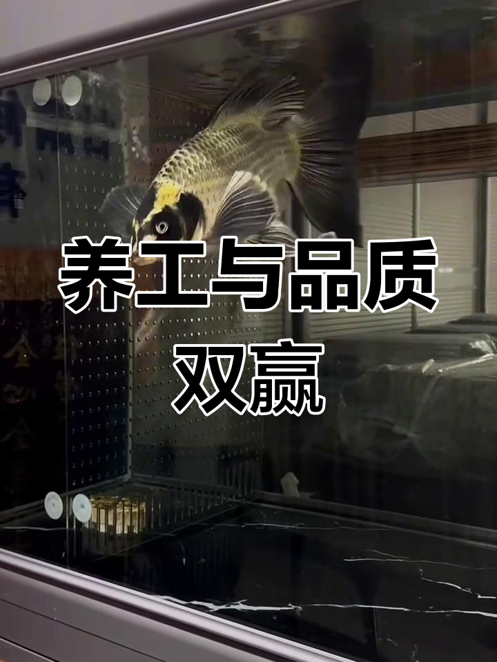 熊猫鱼成功养殖,靠的不只是好品种,还有精湛的养功