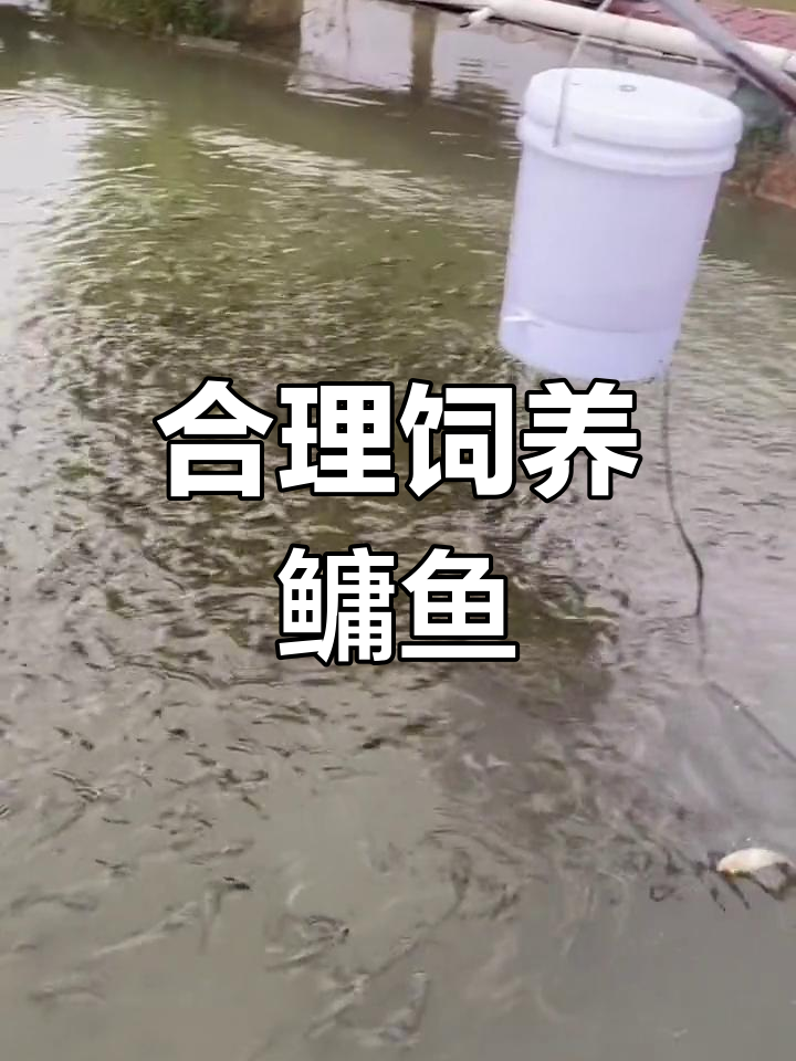 鳙鱼养殖投喂技巧,提高生长速度