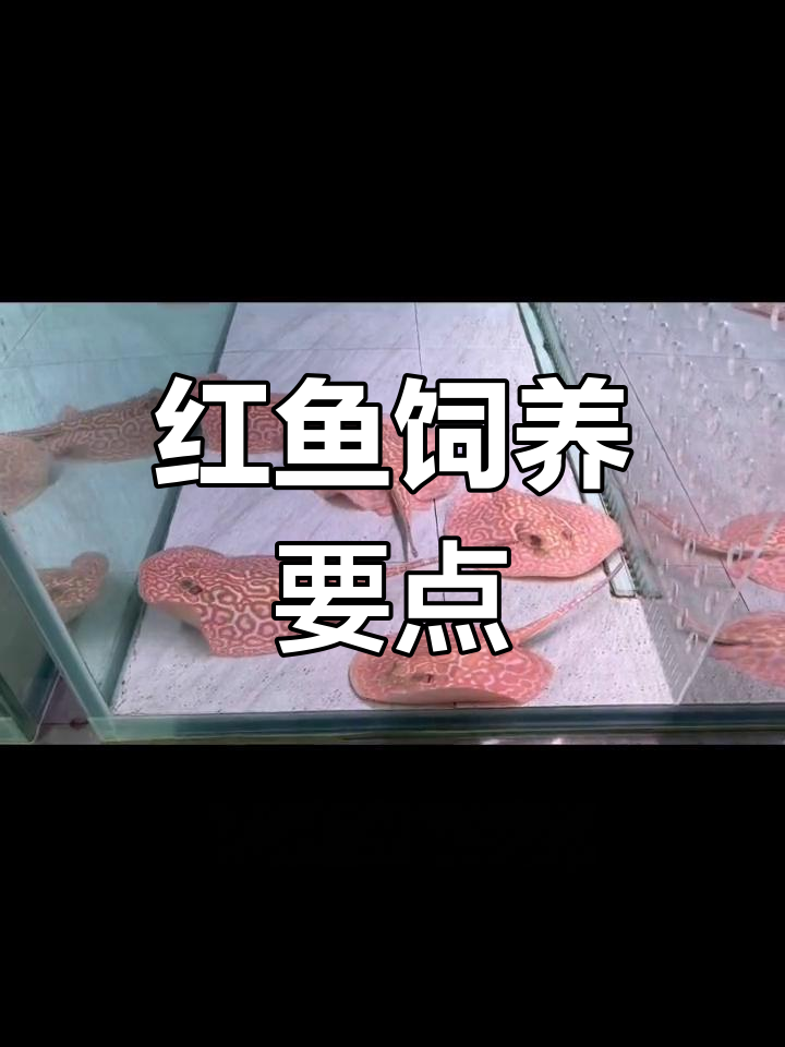 红鱼饲养技巧:盐分与温度控制
