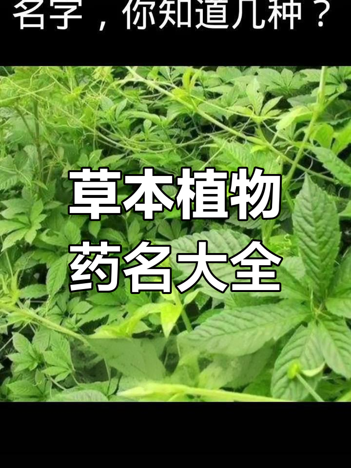 86种常见青草药,名字速记!