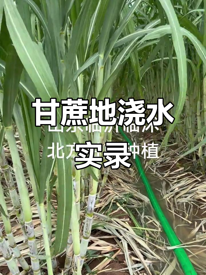 北方甘蔗种植日常:浇水与养护全过程