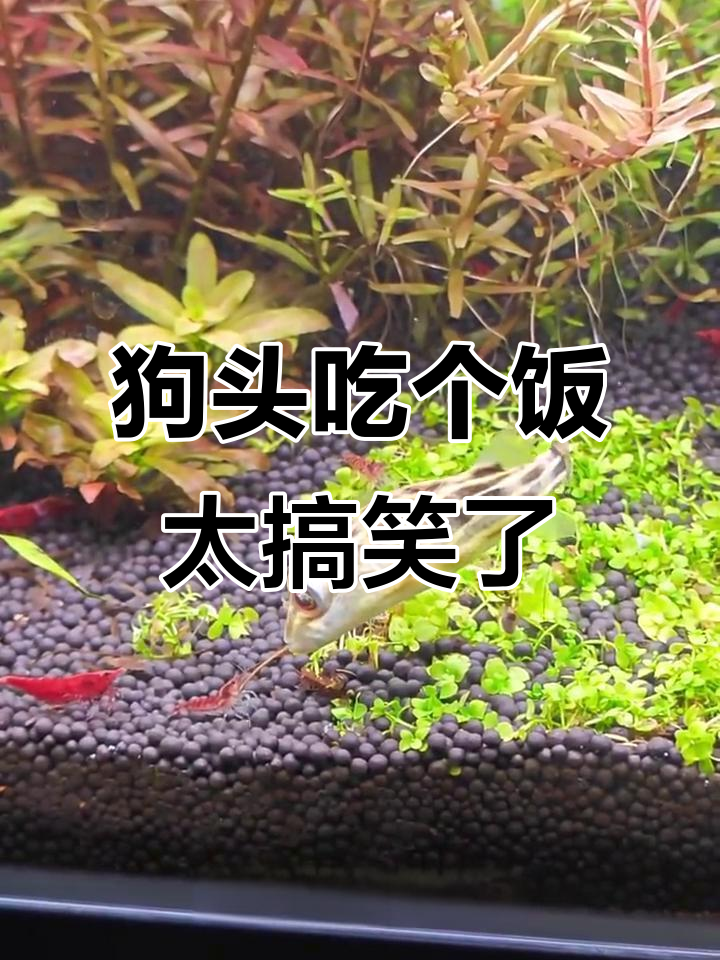 斑马狗头吃饭时的搞笑反应,竟然把惩罚当乐趣